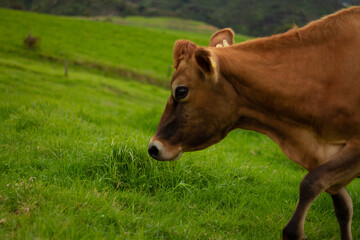 A dairy cow on an organic farm. 