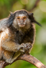 Black-tufted marmoset - Callithrix penicillata, portrait of  beautiful small shy primate from South American forests, Brazil.