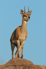 A small klipspringer antelope (Oreotragus oreotragus) standing on a rock, Kruger National Park, South Africa. © EcoView