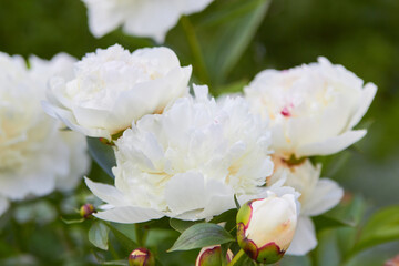 white peony,blooming white peony flower in the garden