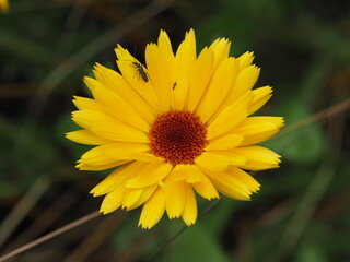 Obraz premium Ringelblumen mit leuchtenden Farben im Blumenbeet 