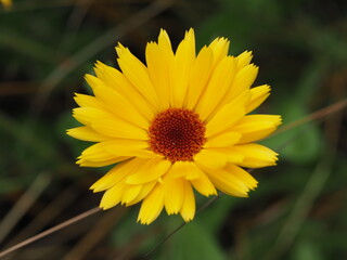 Ringelblumen mit leuchtenden Farben im Blumenbeet 