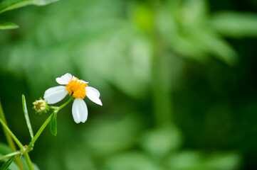 white flowers on green background