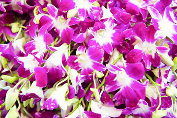 Fototapeta na wymiar Heap of many pink and purple tropical orchid flowers. Can be used as nature flower background