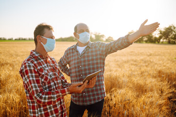 Farmers in sterile medical masks discuss agricultural issues on a wheat field. Farmers with tablet in the field. Smart farm. Agro business. Covid-19.