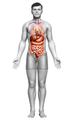 3d rendered medically accurate illustration of male Digestive System  and heart