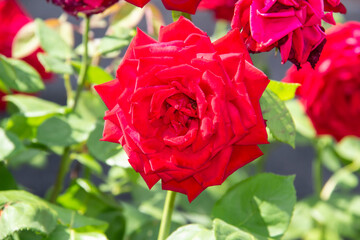 Red rose is beautiful flower in background with green leaves.
