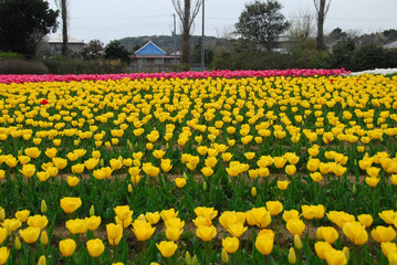 Fototapeta premium チューリップ畑 稲敷チューリップまつり 和田公園 茨城県稲敷市浮島