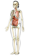 3d rendered medically accurate illustration of female  Internal organs and skeleton system