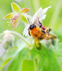 花にしがみつくミツバチの羽