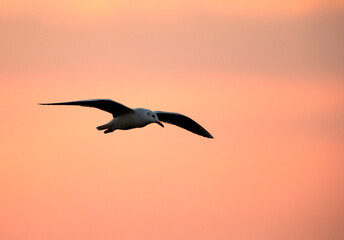 Black-headed gull in flight, Bahrain