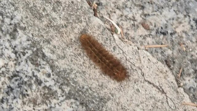 close up of a pine processionary worm on stone background moving. Thaumetopoea pityocampa species in Italy in Elba Island.