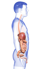 3d rendered medically accurate illustration of male Digestive System