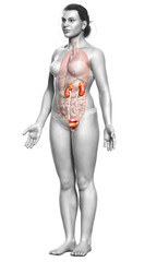 3d rendered, medically accurate illustration of female   kidneys