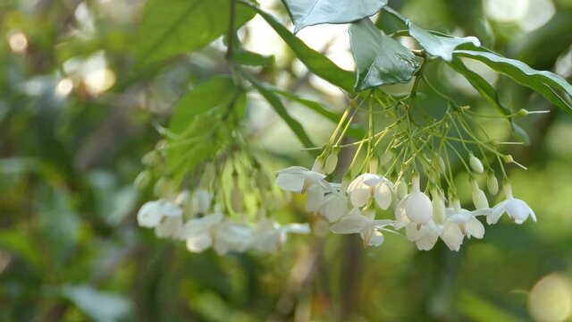 small white flowers are very fragrant. Were taken with natural light