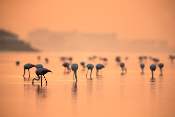 Greater Flamingos feeding during sunrise at Tubli bay, Bahrain