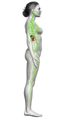3d rendered medically accurate illustration of a female lymphatic system