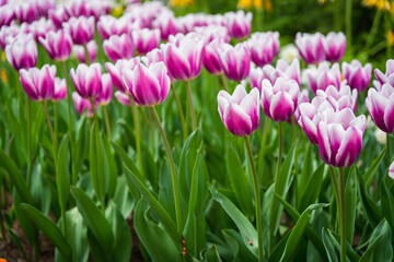 Many pink white tulips in the park in Kosice during spring. Spring blossom