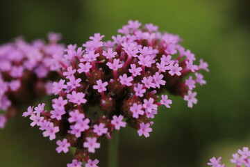 バーベナボナリエンシスのピンク色の花