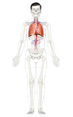 3d rendered, medically accurate illustration of a male lung anatomy