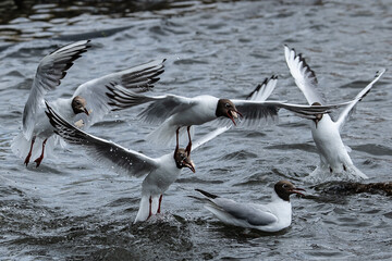 Black-headed gulls fighting for food
