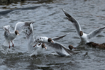 Black-headed gulls fighting for food