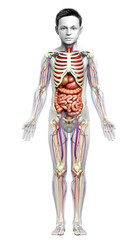 3d rendered medically accurate illustration of boy Internal organs, skeleton and circulatory system