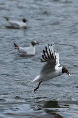 Black-headed gull in flight having retrieved some food