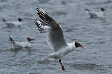Black-headed gull in flight having retrieved some food