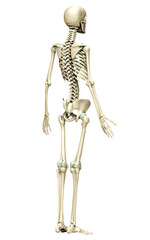 3d rendered, medically accurate illustration of the skeleton system