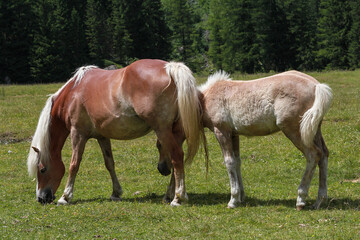 Obraz na płótnie Canvas two horses grazing in a meadow