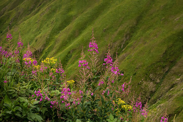 Obraz premium Beautiful and bright flowers grow on the slopes of large mountains. Chamaenerion angustifolium in the mountains of Georgia