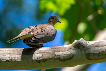 Dove on Branch