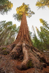 Giant Sequoia in the Mariposa Grove in Yosemite Park, California.