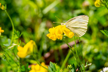 Small Moth