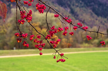 Anuncio de la primavera