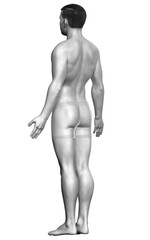 Fototapeta premium 3d rendered illustration of the male body