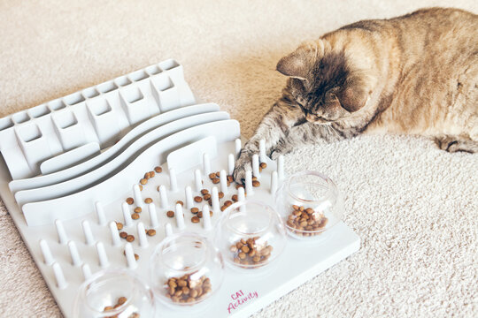 Close-up Of Playful Cat Is Touching And Punching Food With Paw. Entertaining, Mental Challenge Game For Your Cat, Can Be Used For Daily Feeding With Dry Food And Snacks. Slow Feeder Toy.