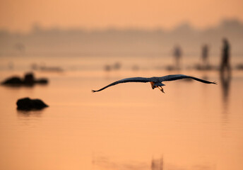 Grey Heron in flight during sunrise, Bahrain