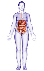 3d rendered medically accurate illustration of female Digestive System