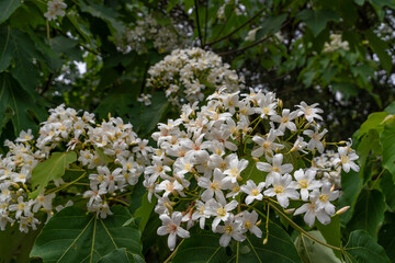 Beautiful white tung tree flowers at hakka tung blossom festival. 