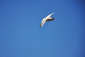 Fototapeta na wymiar Seagull against the blue sky. Birds, animals, nature