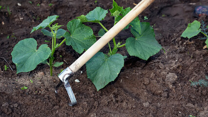 Garden work. Seedlings of cucumbers. Weeding and cultivation