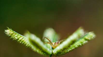 Jumping spider on grass flower