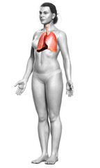 3d rendered, medically accurate illustration of a female lung anatomy