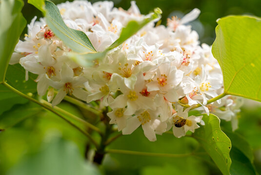 Beautiful white tung tree flowers at hakka tung blossom festival. 