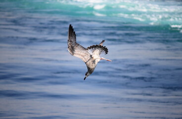 A seagull dives into the sea for fishing