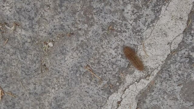 SLOW MOTION moving: detail of a pine processionary worm on stone background. Thaumetopoea pityocampa species in Italy in Elba Island.