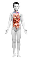 3d rendered medically accurate illustration of Boy Digestive System  and heart