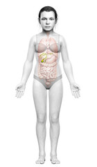 3d rendered medically accurate illustration of young girl Organs Gallbladder Anatomy